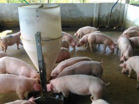 Brasil registra surto de peste suína no Ceará com nove animais infectados
