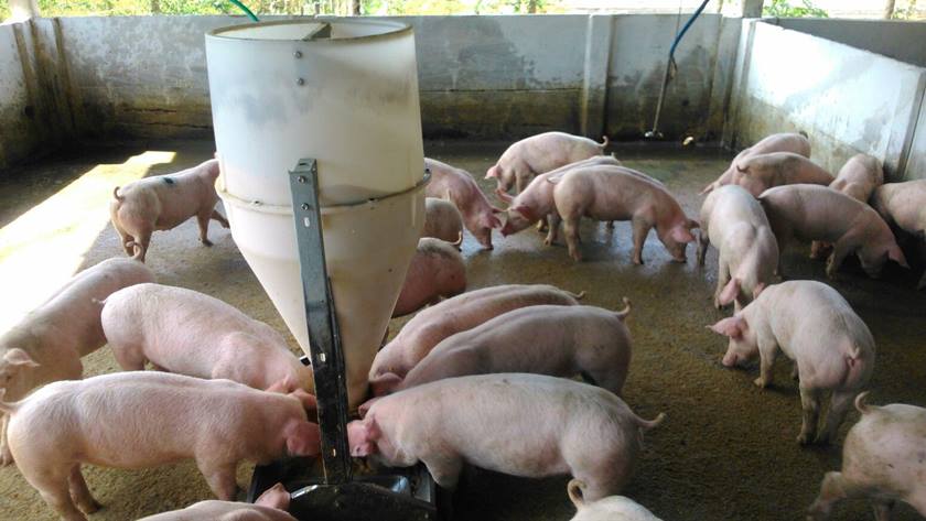Brasil registra surto de peste suína no Ceará com nove animais infectados