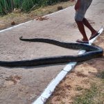 Cobra sucuri de 5 metros e avistada por populares em Parnaíba