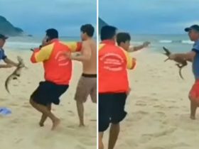 Filhote de Jacaré vira arma durante briga em praia do Rio de Janeiro