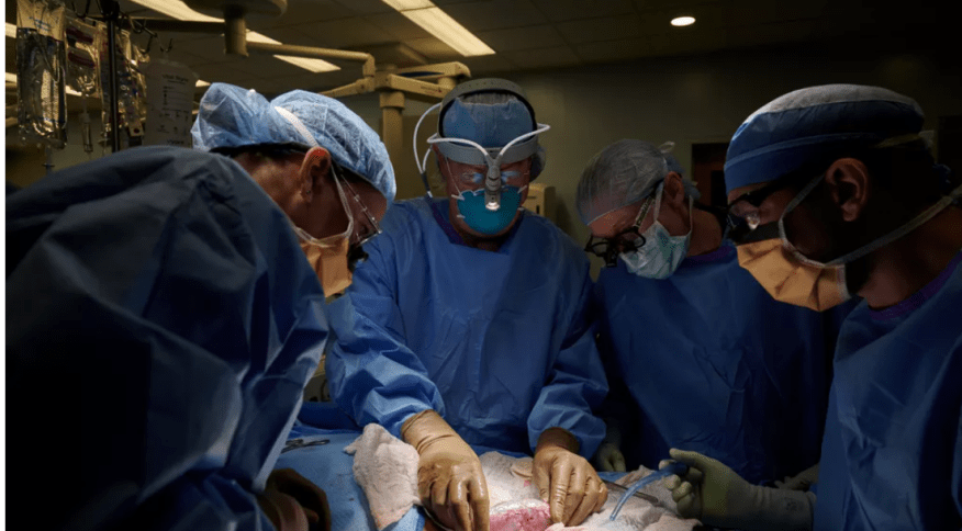 Médicos transplantam rim de porco para humano pela 1º vez nos EUA-min