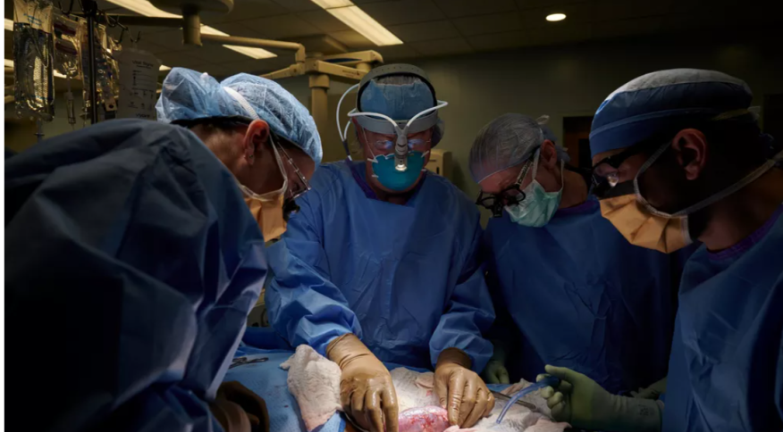 Médicos transplantam rim de porco para humano pela 1º vez nos EUA