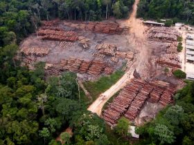 Brasil-se-compromete-em-acabar-o-desmatamento-ate-2030-min