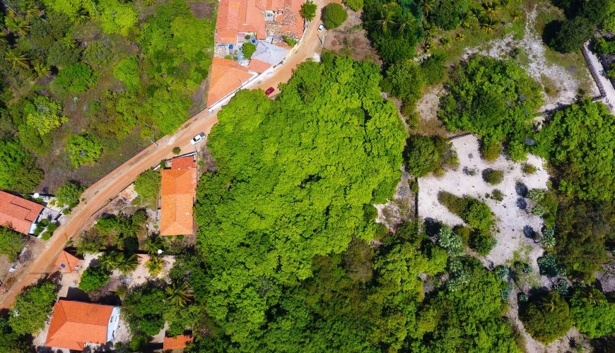 Cajueiro-Rei, do Piauí, pode ser considerado o maior do mundo