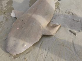 Tubarão é capturado por pescador em praia de Luís Correia