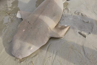 Tubarão é capturado por pescador em praia de Luís Correia