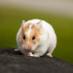 Hong Kong sacrificará mais de 2 mil hamsters para evitar a Covid