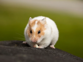 Hong Kong sacrificará mais de 2 mil hamsters para evitar a Covid