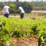 Detentos trabalham na reforma de presídios e plantação de milho no Piauí