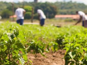 Detentos trabalham na reforma de presídios e plantação de milho no Piauí