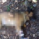 Homem é preso após matar cachorro com golpes de foice no interior do Piauí