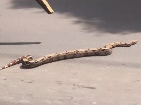 Jiboia é flagrada atravessando avenida na faixa de pedestre em Teresina