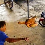 Ladrão é atingido por frango cru durante assalto no Ceará