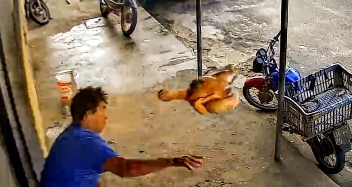 Ladrão é atingido por frango cru durante assalto no Ceará