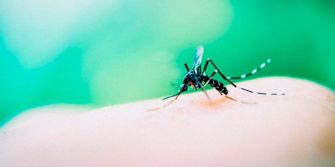 Sesapi elabora plano de contingência junto aos municípios após crescimento dos casos de dengue