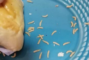 cliente encontra larvas em salgado de padaria