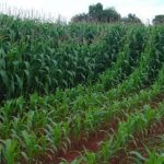 Plano nacional de fertilizantes será lançado este mês, diz ministra
