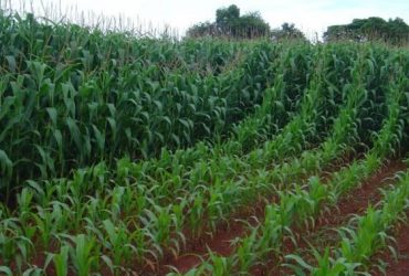 Plano nacional de fertilizantes será lançado este mês, diz ministra