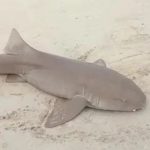 Tubarão é encontrado por pescadores na Praia Pedra do Sal