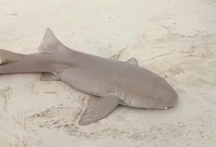 Tubarão é encontrado por pescadores na Praia Pedra do Sal