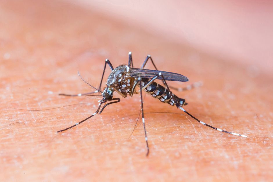 Cientistas alertam para nova mutação do zika vírus