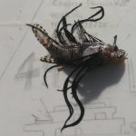 Espécie-de-peixe-venenoso-é-encontrado-por-pescador-no-litoral-piauiense