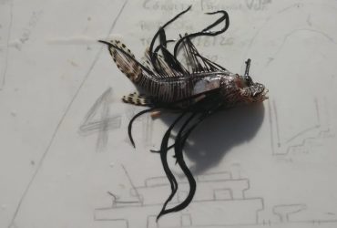 Espécie-de-peixe-venenoso-é-encontrado-por-pescador-no-litoral-piauiense