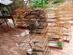 Operação do Ibama apreende diversas aves e gaiolas de maneira no Piauí