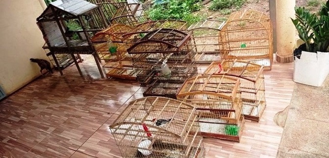 Operação do Ibama apreende diversas aves e gaiolas de maneira no Piauí