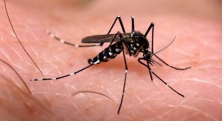 Números de casos de dengue aumentam de maneira alarmante em uma semana no Brasil