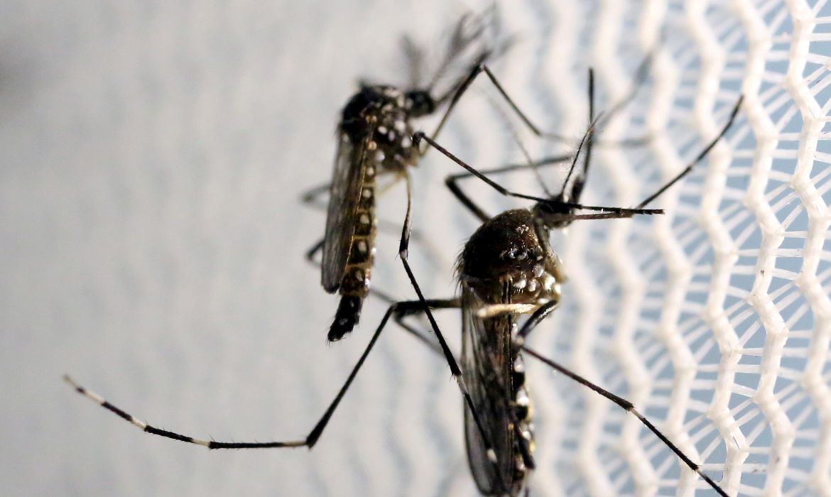 Brasil supera número de casos de dengue de 2023 em menos de três meses