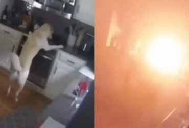 Cachorro incendeia casa sem querer após conseguir ligar fogão