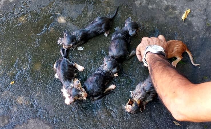 Homem é preso por suspeita de maus-tratos a filhotes de gato no interior do Piauí