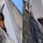 Macaco viraliza após ser flagrado carregando uma faca no interior do Piauí