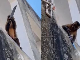 Macaco viraliza após ser flagrado carregando uma faca no interior do Piauí