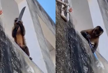 Macaco viraliza após ser flagrado carregando uma faca no interior do Piauí