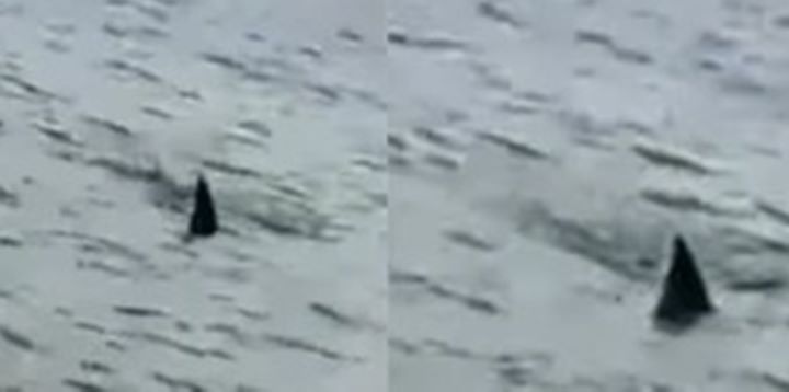Tubarão é avistado por banhistas em praia do Litoral Piauiense
