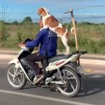 Cachorro viraliza após pegar carona em garupa de motocicleta em Teresina