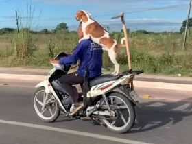 Cachorro viraliza após pegar carona em garupa de motocicleta em Teresina