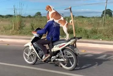 Cachorro viraliza após pegar carona em garupa de motocicleta em Teresina