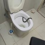 Cobra é encontrada dentro de vaso sanitário no interior do Piauí