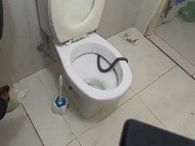 Cobra é encontrada dentro de vaso sanitário no interior do Piauí