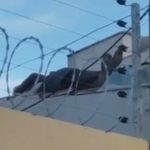 Ladrão é filmado dormindo no telhado de uma casa em Timon