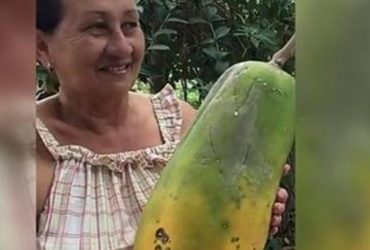 Mamão gigante chama atenção da população em município do interior do Piauí