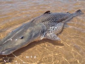 Pesca do peixe surubim (pintado) passa a ser proibida no Brasil