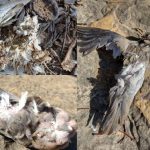 Fenômeno de pássaros mortos começam a aparecer em outro município piauiense