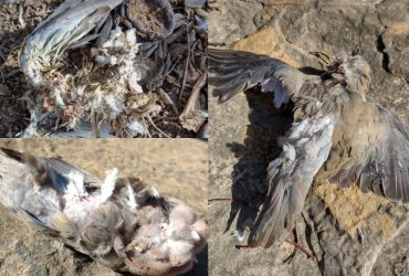 Fenômeno de pássaros mortos começam a aparecer em outro município piauiense