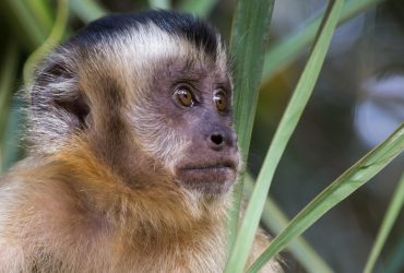 Varíola dos macacos: após morte de animais, OMS quer mudar nome da doença