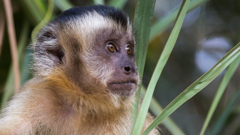Varíola dos macacos: após morte de animais, OMS quer mudar nome da doença
