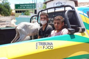 Dois jovens são presos furtando animais em São João da Serra (PI)